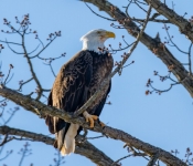 2023 02 11 RedwingEagles 004